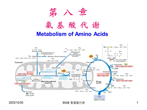 生化课件-氨基酸代谢.ppt