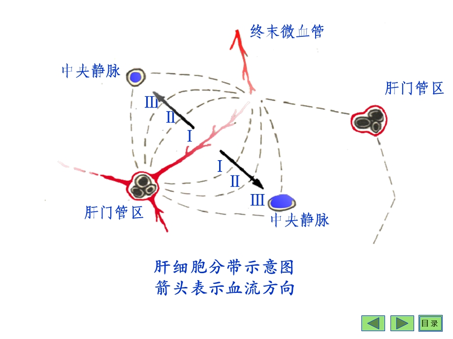 沈阳药科大学生物化学课件-第17章肝脏生化.ppt_第3页