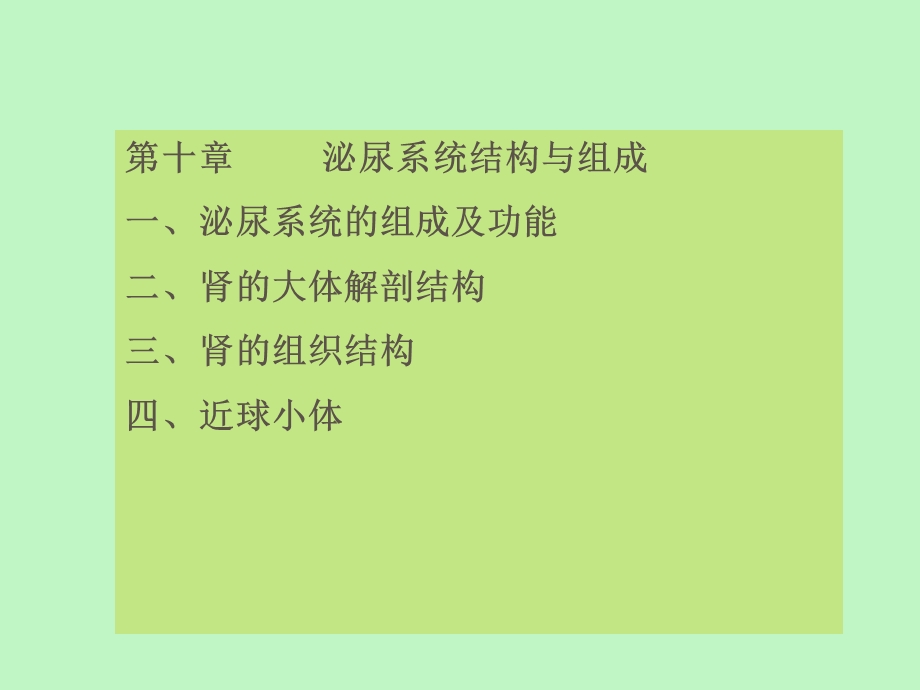 泌尿系统结构.ppt_第1页