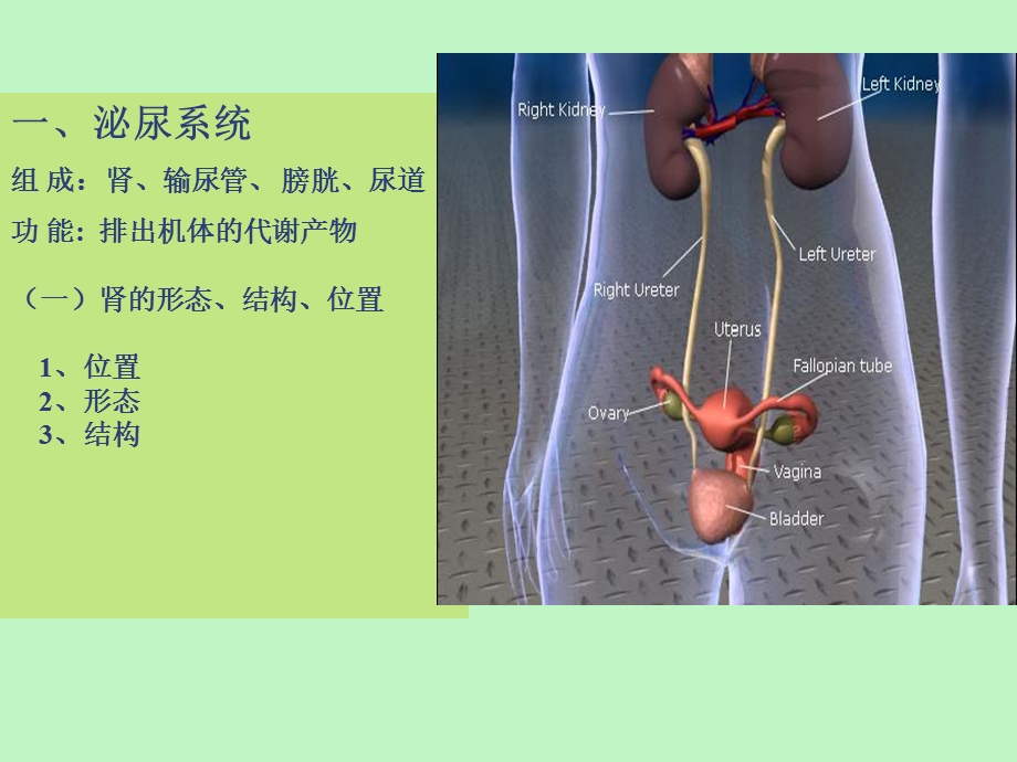 泌尿系统结构.ppt_第2页