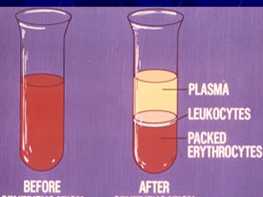 血液-组织胚胎学.ppt_第2页