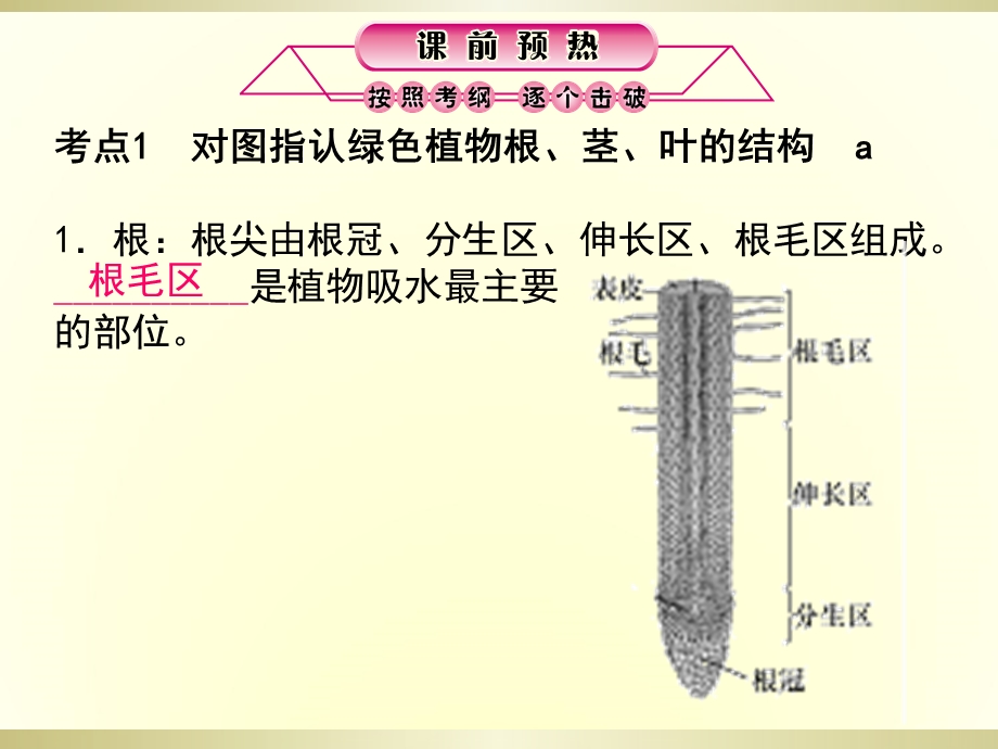 绿色植物的水分代谢和无机盐代谢.ppt_第2页