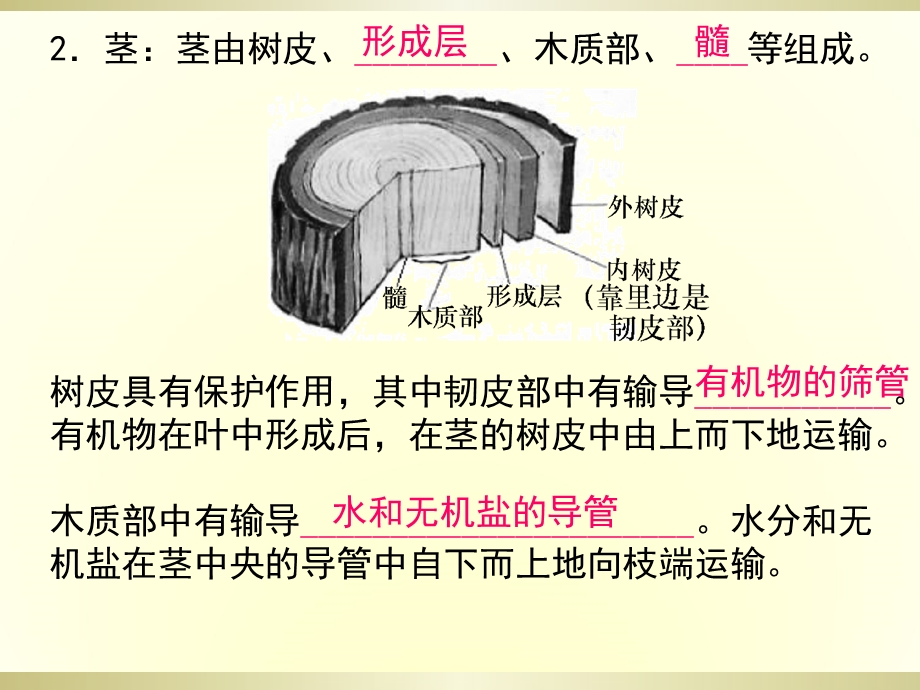 绿色植物的水分代谢和无机盐代谢.ppt_第3页