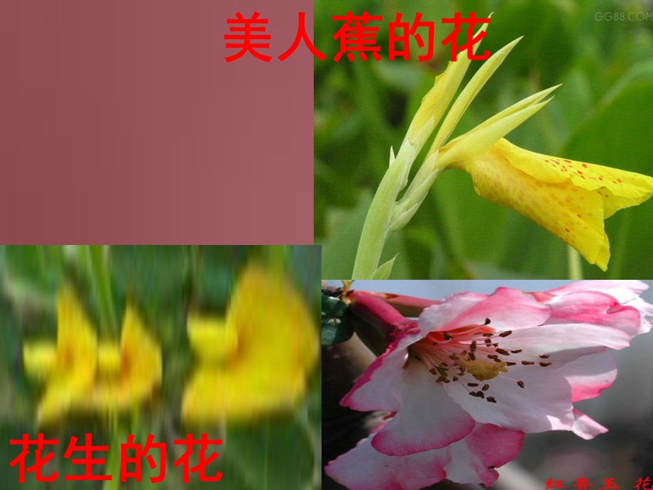 花的形态和结构.ppt_第3页