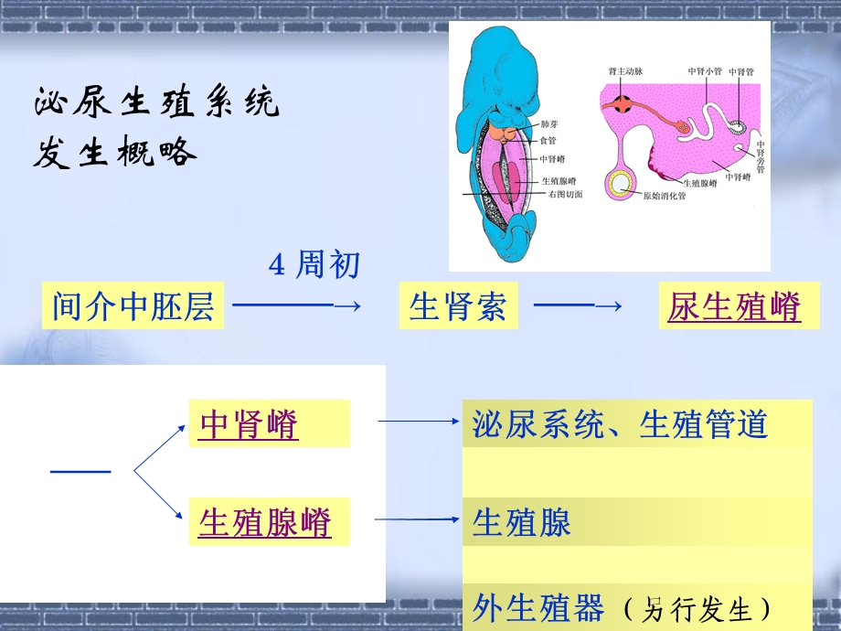 泌尿生殖系发生-组织学与胚胎学.ppt_第3页