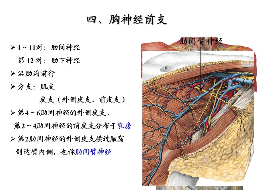 胸神经、腰丛、骶丛.ppt_第3页