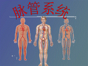 脉管系统静脉.ppt