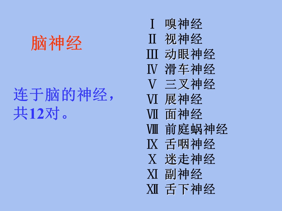 脑神经解剖学.ppt_第2页