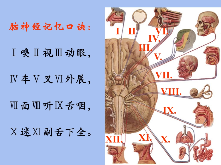 脑神经解剖学.ppt_第3页