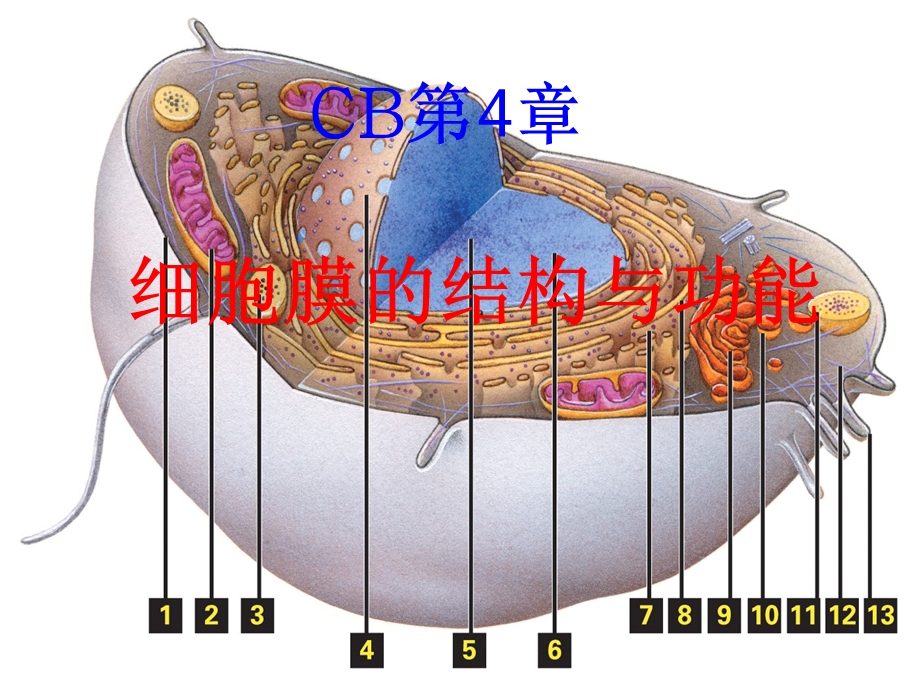 秋CB第04章细胞膜上.ppt_第1页