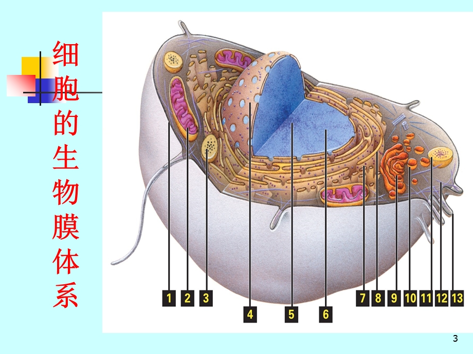 秋CB第04章细胞膜上.ppt_第3页