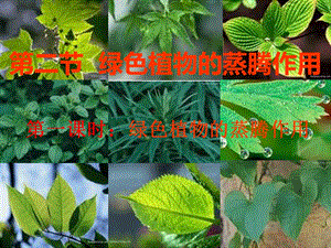 济南版第二节绿色植物的蒸腾作用.ppt