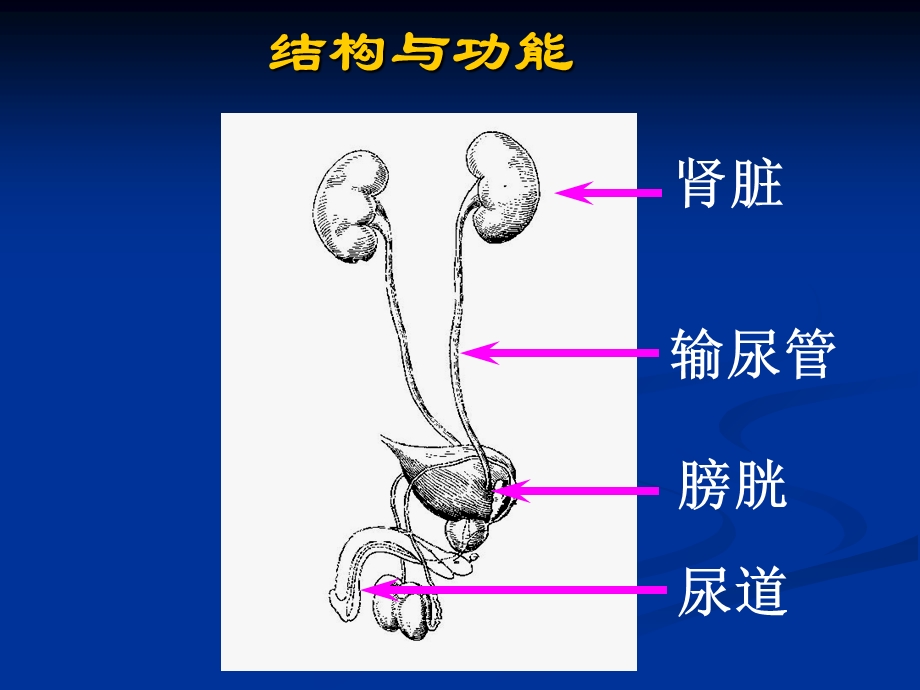 泌尿系统疾病肾小球肾炎PPT课件.ppt_第3页