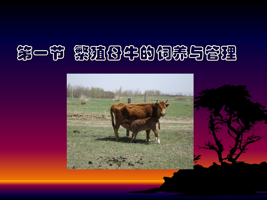 肉牛饲养与管理更新版.ppt_第2页