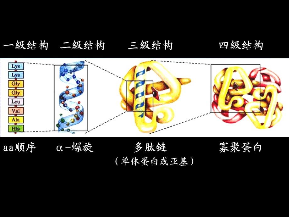 生物化学课件-蛋白质结构与功能.ppt_第3页