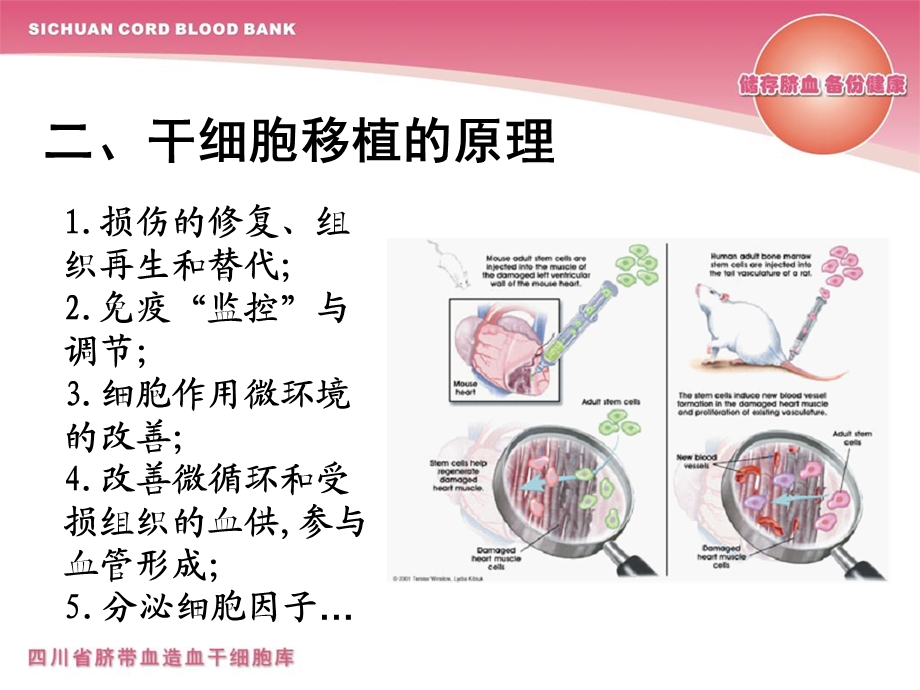 脐带血干细胞的临床应用.ppt_第3页