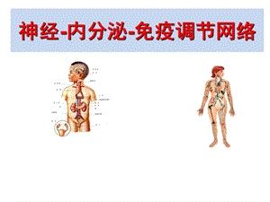 神经、内分泌与免疫系统的关系.ppt