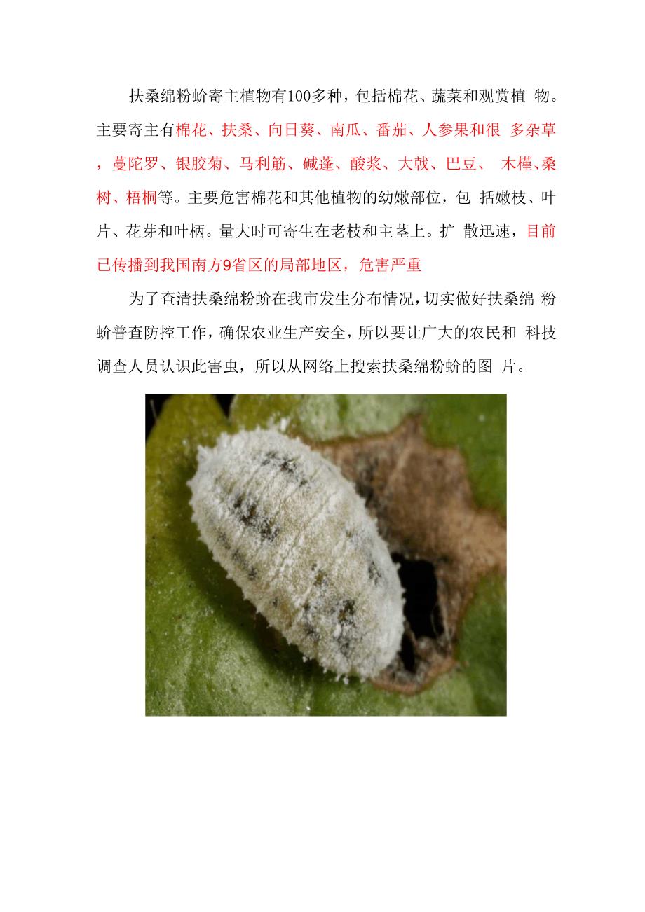 扶桑绵粉蚧学名Phenacoccus.docx_第2页