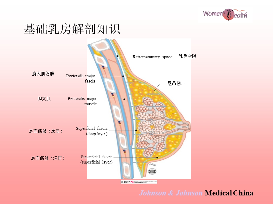 麦默通-微创乳腺活检技术.ppt_第3页