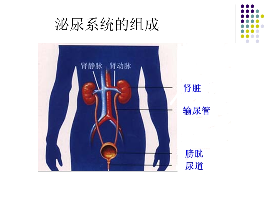 尿的形成和排出精品课件.ppt_第3页