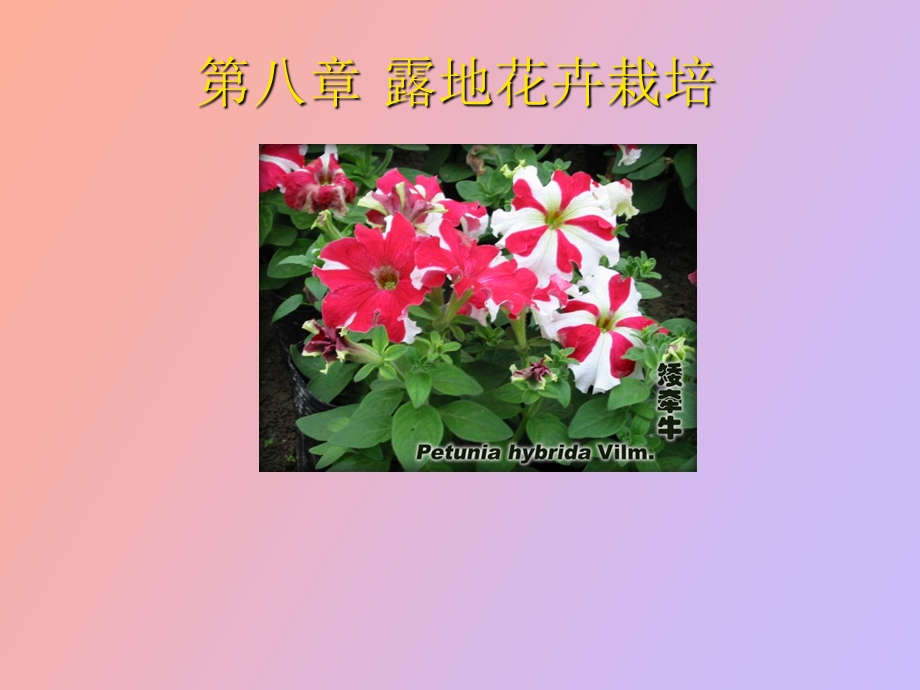 露地花卉栽培.ppt_第1页