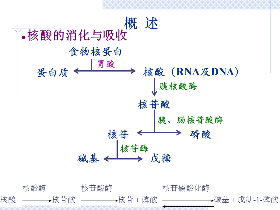 核苷酸生物化学.ppt_第2页