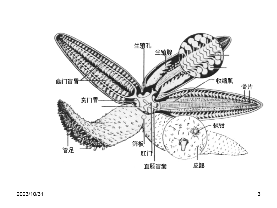 棘皮动物门(好).ppt_第3页