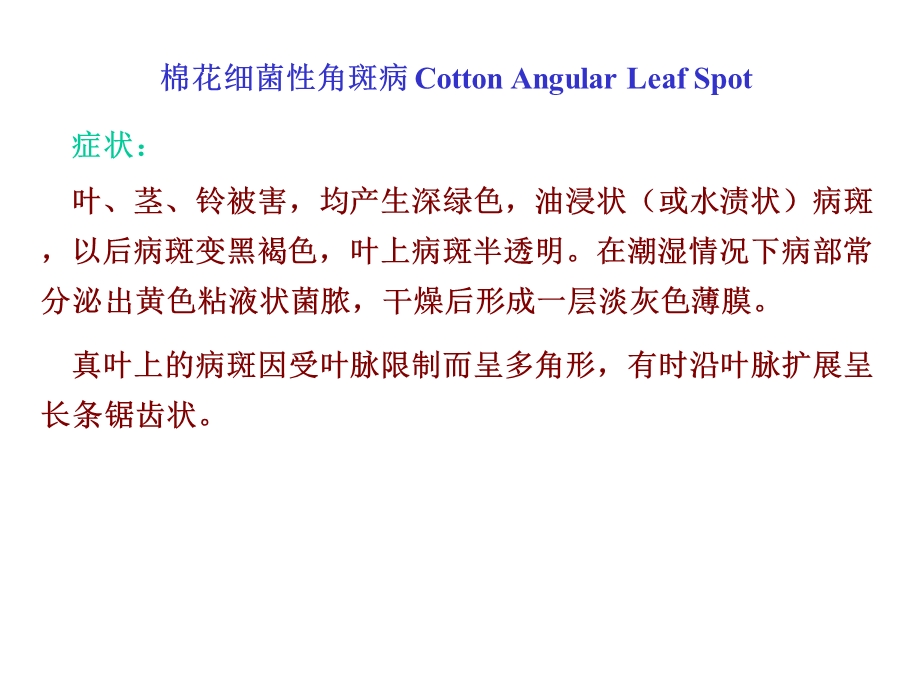 棉花细菌性角斑病CottonAngularLeafSpot.ppt_第1页