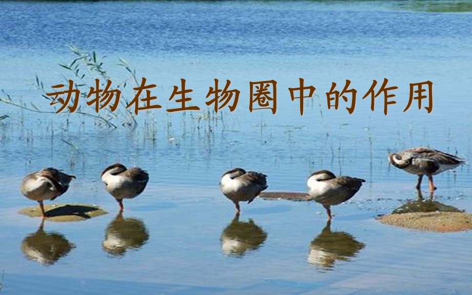 新人教版-动物在生物圈中的作用课件.ppt_第2页