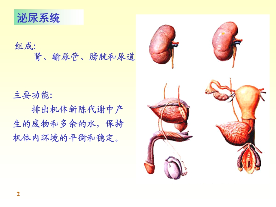 泌尿系统完整结构.ppt_第2页