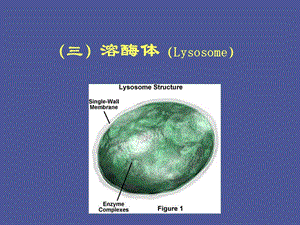 溶酶体线粒体.ppt