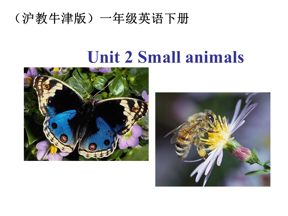 牛津沪教一上Unit2Numb.ppt_第1页