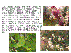 北京常见植物介绍.ppt