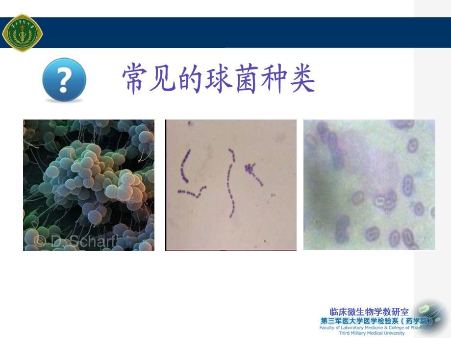 实验三-球菌的培养和鉴定-I.ppt_第2页