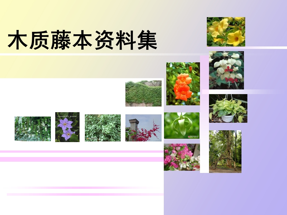 木质藤本学习.ppt_第1页