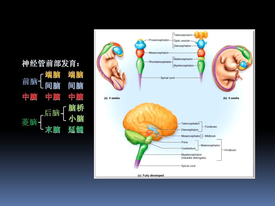 罗英瑾06-06脑干外形.ppt_第3页