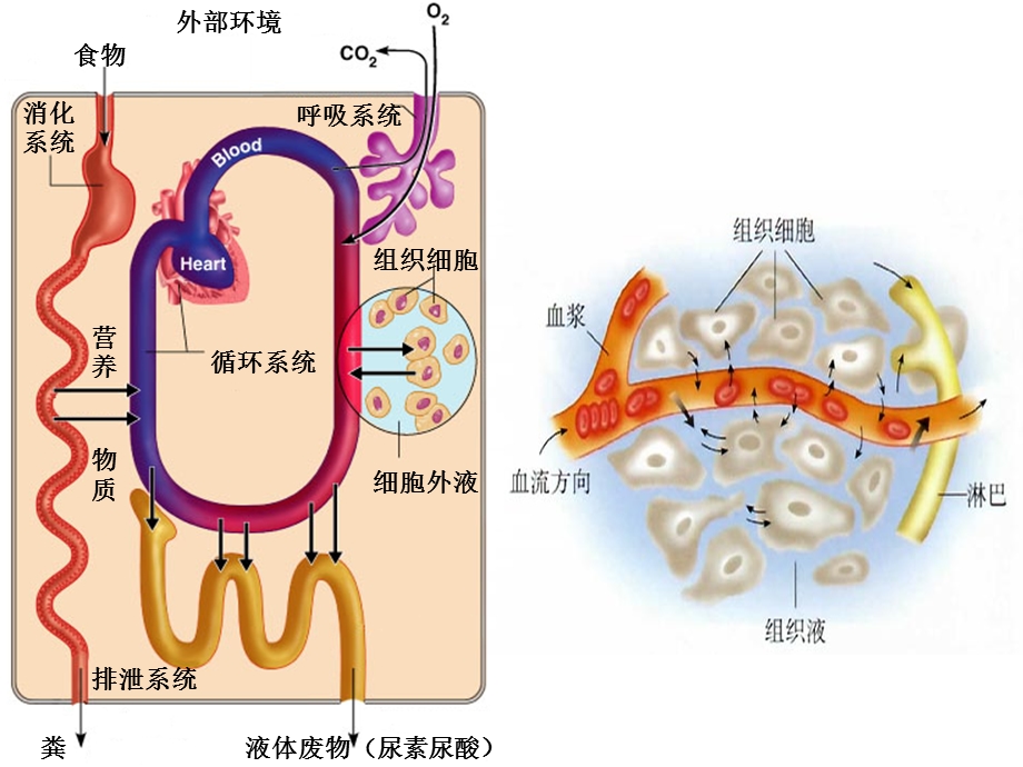 讲课-神经调节和激素调节的关系.ppt_第1页