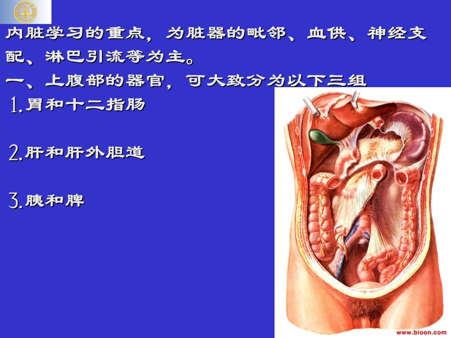 上腹部脏器解剖.ppt_第2页