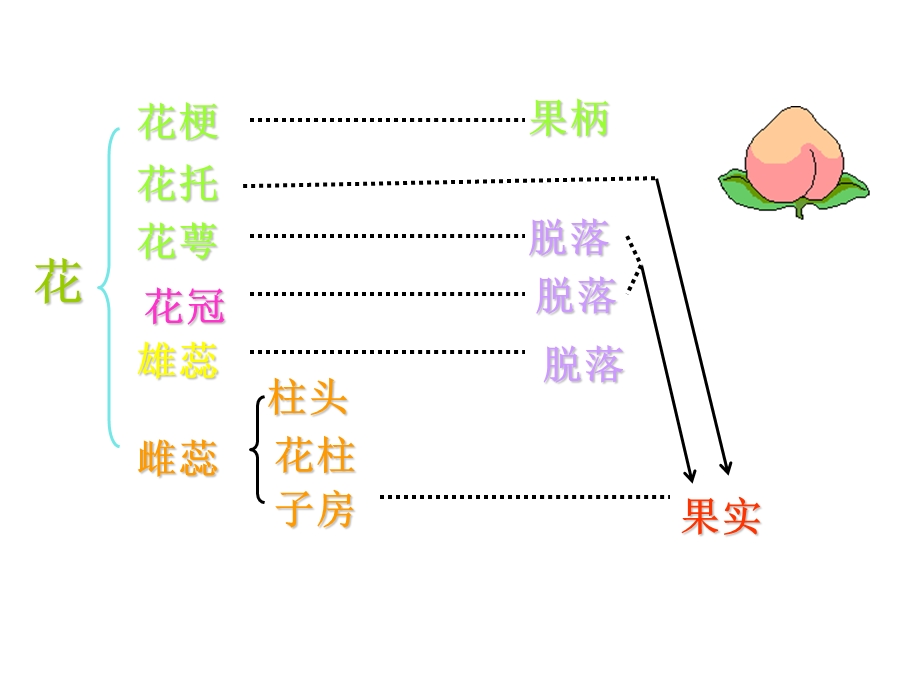 《果实的发育与结构》.ppt_第3页