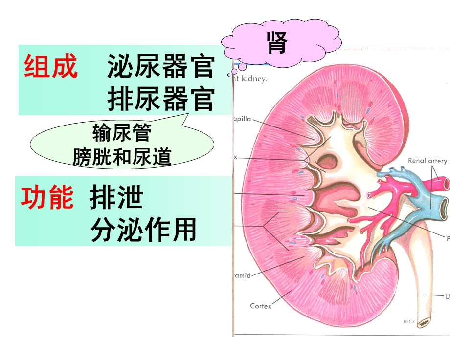 《系统解剖学》泌尿系统.ppt_第2页