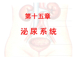 《系统解剖学》泌尿系统.ppt