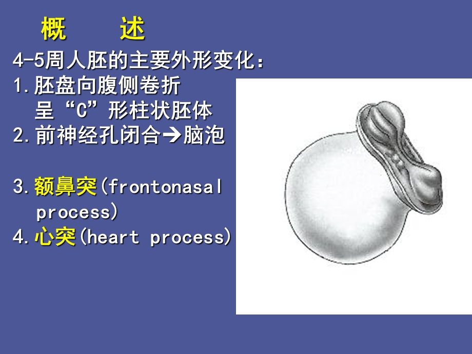 颜面、颈和四肢的发生.ppt_第2页