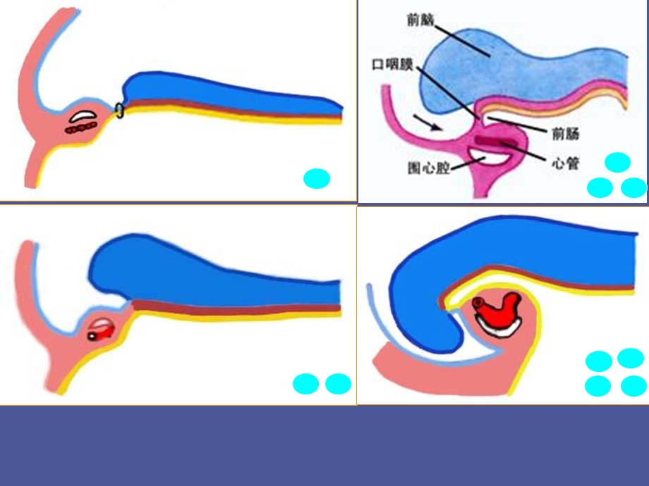 颜面、颈和四肢的发生.ppt_第3页