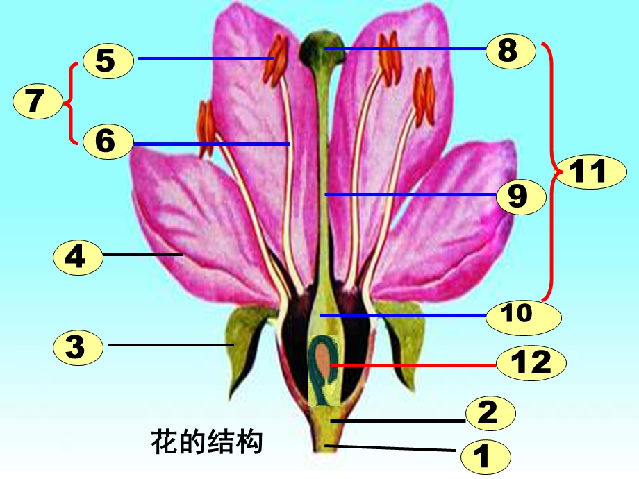 上生物重点复习.ppt_第1页