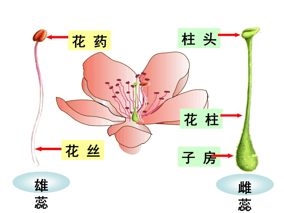 上生物重点复习.ppt_第2页