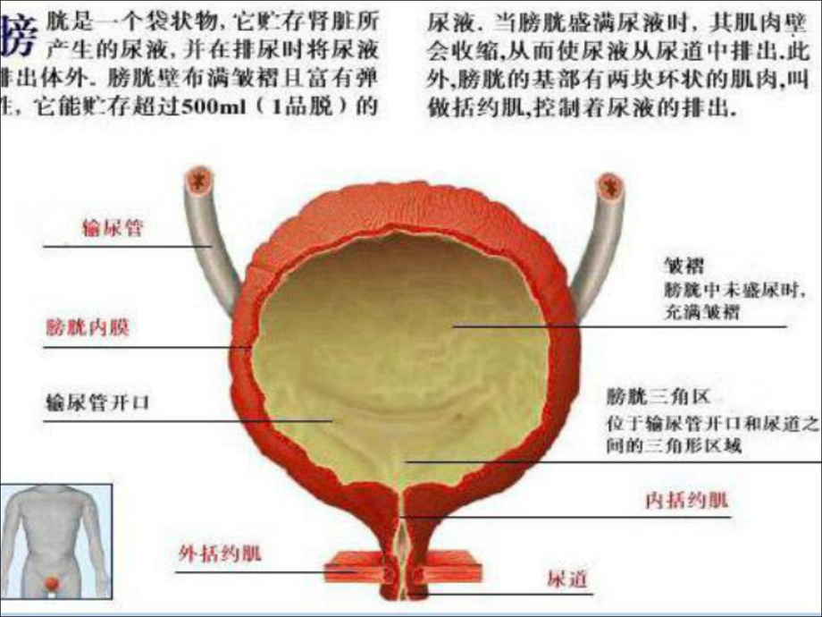 脊髓损伤(SCI)患者的膀胱功能训练.ppt_第3页