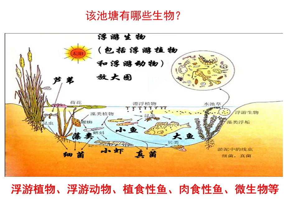 群落的结构精品课件.ppt_第3页