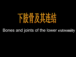 下肢骨及其连结.ppt