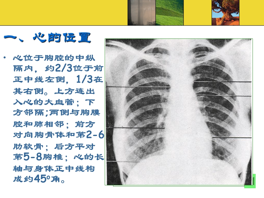 脉管系统-第二节心.ppt_第3页