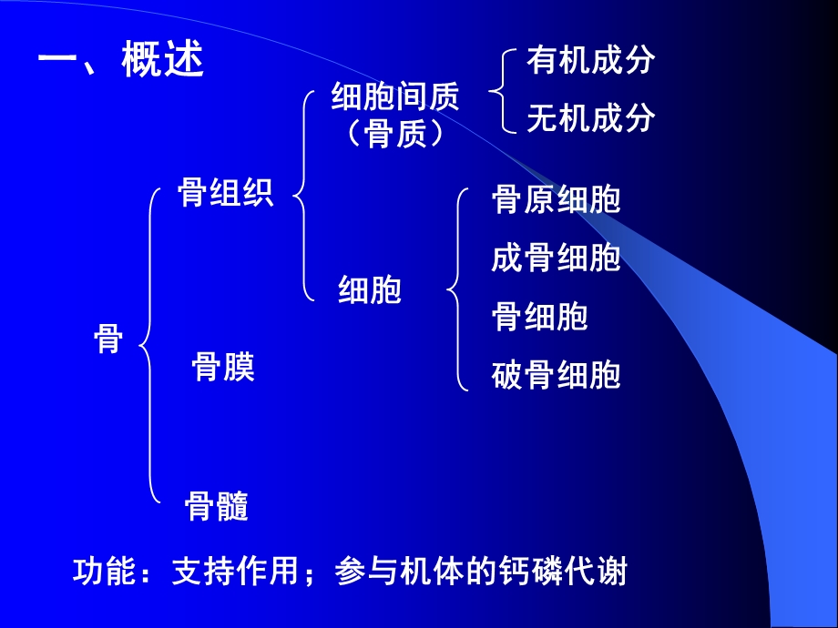 软骨-骨-组织学与胚胎学.ppt_第2页